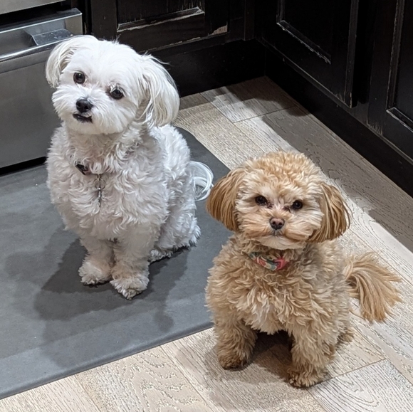 Anna 💕 Posh Ambassador 2 - Picture 3 of 16